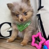 Myrtley Pomeranian 03