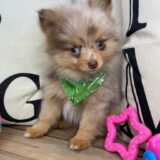 Myrtley Pomeranian 04