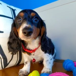 Nanu Dachshund 01