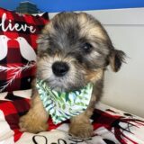 Nash Morkie 01