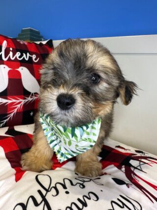 Nash Morkie 01