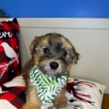 Nash Morkie 02