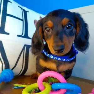 Navi Dachshund 01