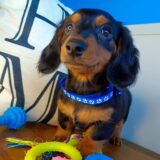 Navi Dachshund 02