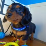 Navi Dachshund 04