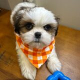 Oscar Shih Tzu 01