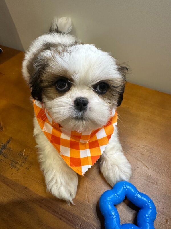 Oscar Shih Tzu 01