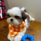 Oscar Shih Tzu 02