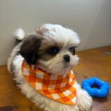 Oscar Shih Tzu 03