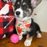 Paisley Pembroke Welsh Corgi 01