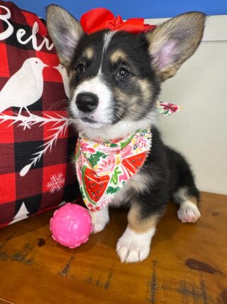 Paisley Pembroke Welsh Corgi 01