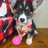 Paisley Pembroke Welsh Corgi 03