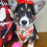 Paisley Pembroke Welsh Corgi 04