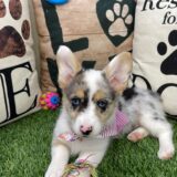 Patsy Pembroke Welsh Corgi 04