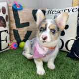 Patsy Pembroke Welsh Corgi 01