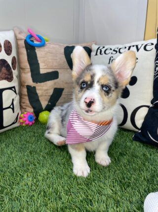 Patsy Pembroke Welsh Corgi 01