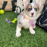 Patsy Pembroke Welsh Corgi 03