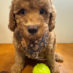 Peanut Miniature Poodle 01