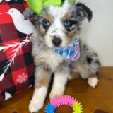 Pixie Australian Shepherd 01