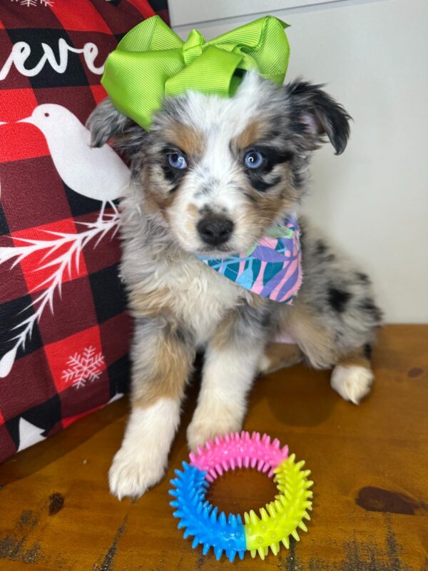 Pixie Australian Shepherd 01