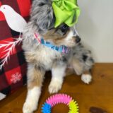 Pixie Australian Shepherd 02