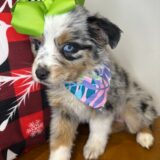 Pixie Australian Shepherd 03