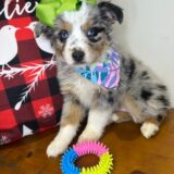 Pixie Australian Shepherd 04