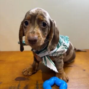 Prince Miniature Dachshund 01