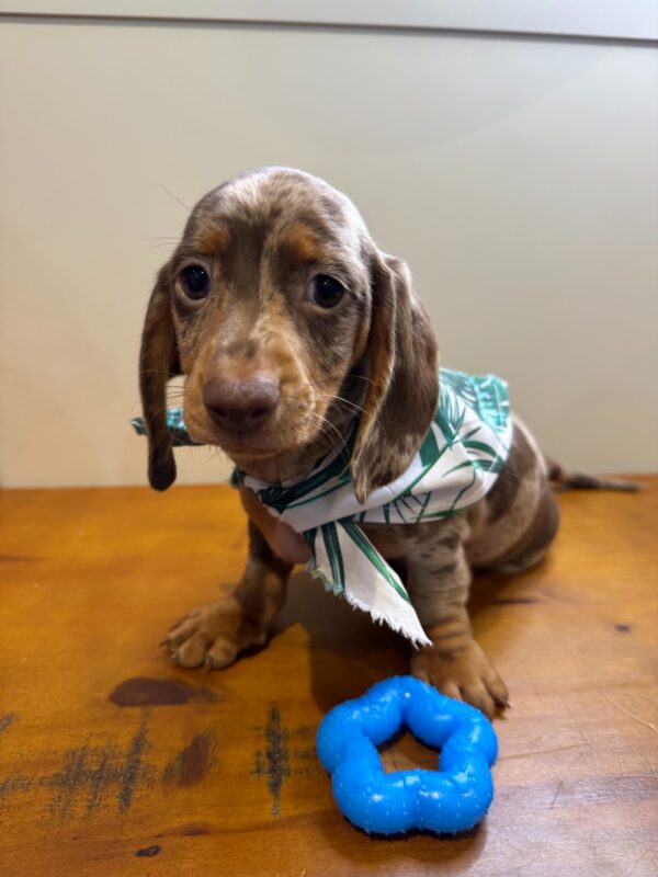 Prince Miniature Dachshund 01