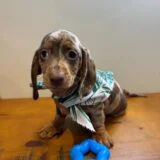 Prince Miniature Dachshund 02