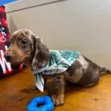 Prince Miniature Dachshund 03