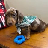 Prince Miniature Dachshund 04