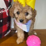 Raine Cavapoo 01