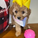 Raine Cavapoo 02