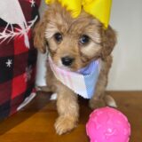 Raine Cavapoo 03