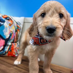 Rocky Goldendoodle 01