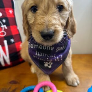 Rocky Goldendoodle 01