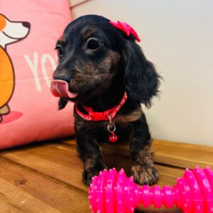 Ruby Miniature Dachshund 01