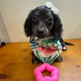 Ruby Miniature Dachshund 01