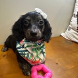 Ruby Miniature Dachshund 02