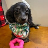 Ruby Miniature Dachshund 03