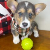 Rusty Pembroke Welsh Corgi 01