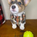 Rusty Pembroke Welsh Corgi 02