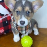 Rusty Pembroke Welsh Corgi 03