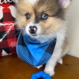 Sadie Mae Pomeranian 01