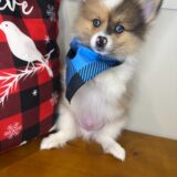 Sadie Mae Pomeranian 02