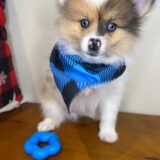 Sadie Mae Pomeranian 03