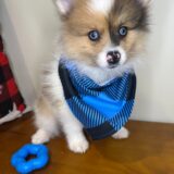 Sadie Mae Pomeranian 04