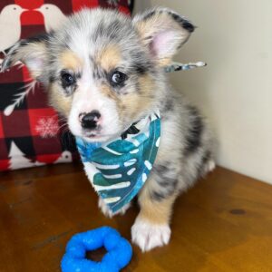 Scout Pembroke Welsh Corgi 01