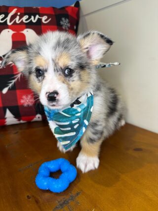 Scout Pembroke Welsh Corgi 01